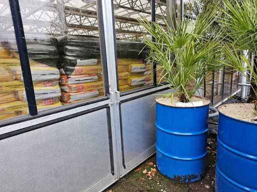 Mediterrane Zwergpalme (Chamaerops humilis) im blauen Stahlfass - 200 cm