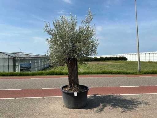 Olivier (Olea Europaea Lessini)