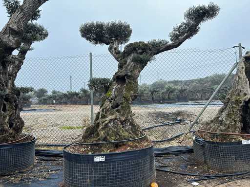 Olijfboom - Olea Europea Pom Pom Secolare 