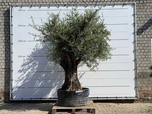 Bonsai ramificat de măslin XL - Olea Europaea - aprox. 120 de ani - înălțime aprox. 280 cm