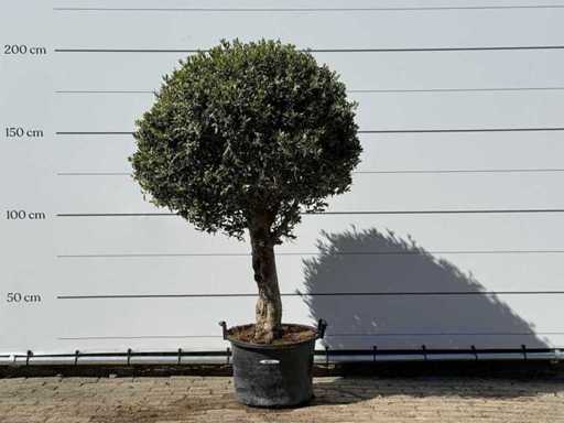 Olea Europaea L kugelförmig L – Olea Europaea L – ca. 40 Jahre alt – Höhe ca. 200 cm