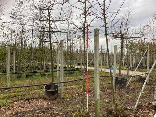 Măr ornamental - Pom fructifer / pom fructifer (de două ori)