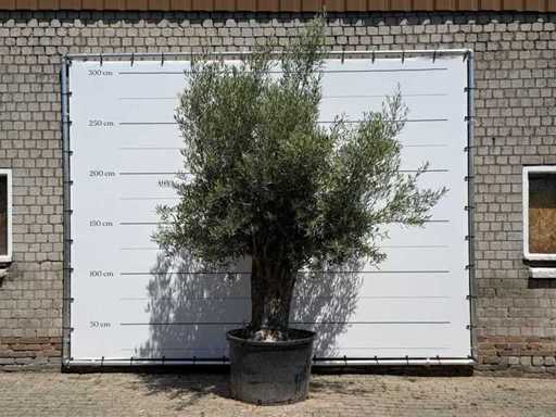 Olive Tree Old Trunk - Olea Europaea - approx. 75 years old - height approx. 280 cm