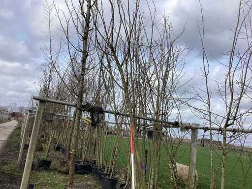 Japanese Ornamental Cherry - Multi-stemmed tree