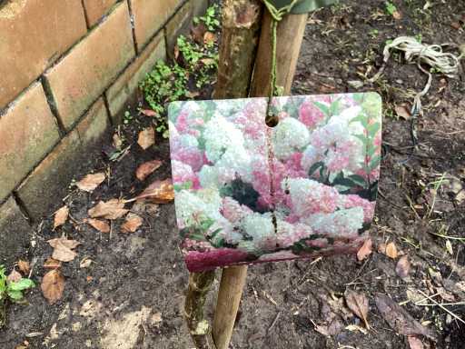 Assortiment Sierstammen - Hydrangea's - Acer's (x10)