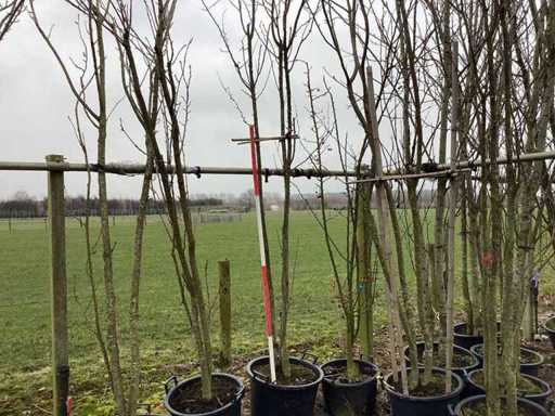 Cireșul ornamental japonez - Pom cu mai multe tulpini