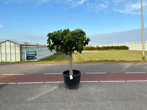 Figowiec (Ficus carica)
