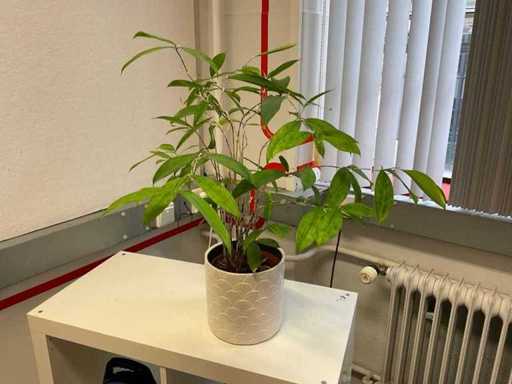 Houseplant in pots