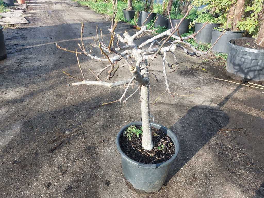Fig tree in pot