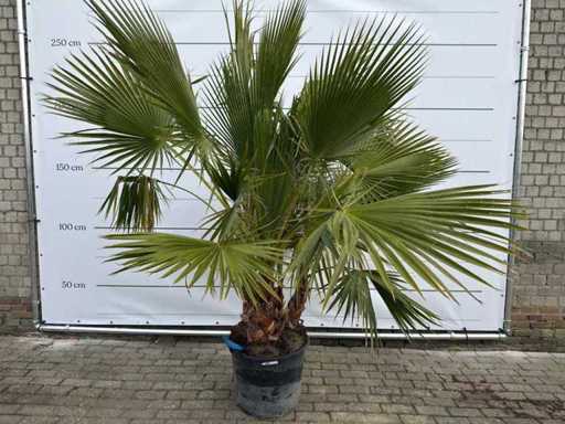 Mexicaanse Waaierpalm Meerstammig - Washingtonia Robusta - Hoogte ca. 250 cm