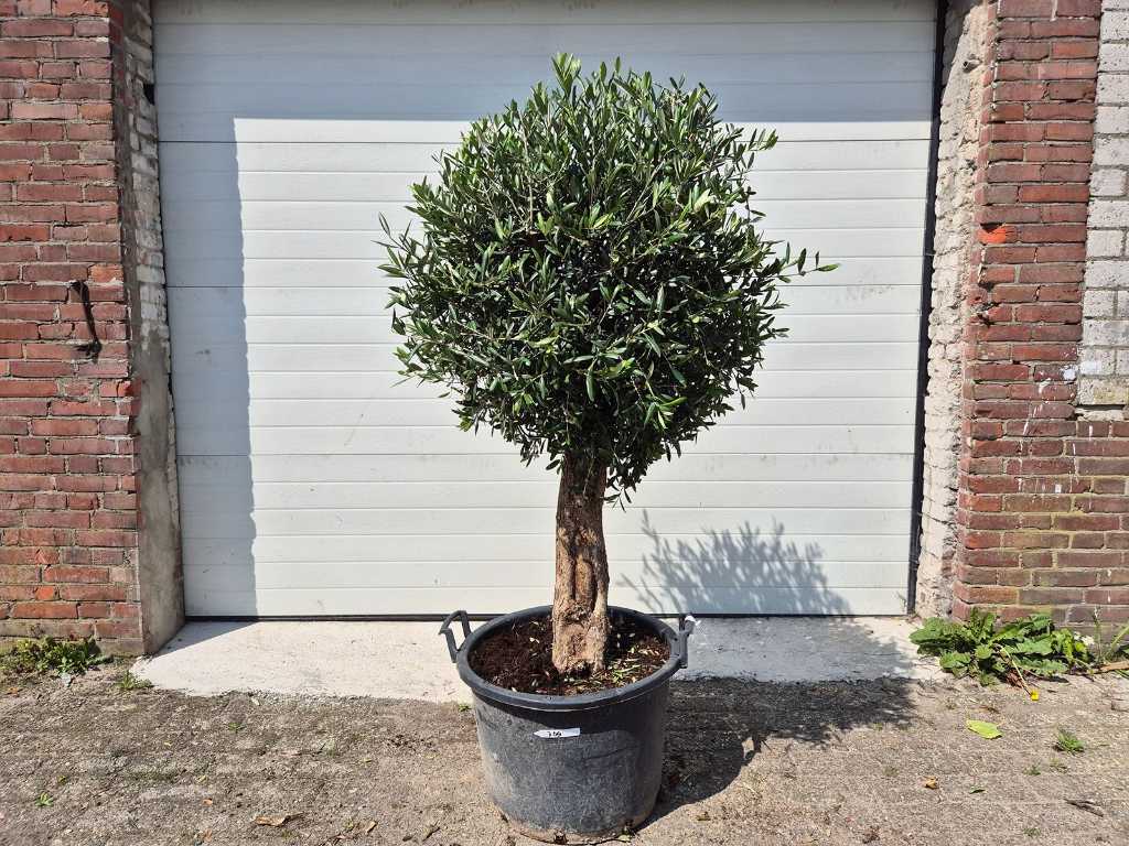 Olivenbaum Kompaktzwiebel - Olea Europaea - Höhe ca. 175 cm
