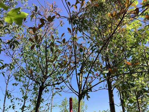 Mexican orange - Evergreen tree