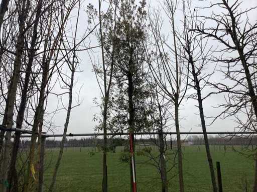 Steineiche – Topiary-Baum