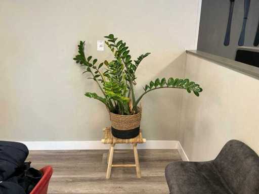 Plant with pot on stool
