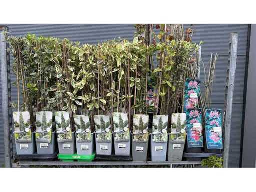 Plantes grimpantes vivaces (50x)