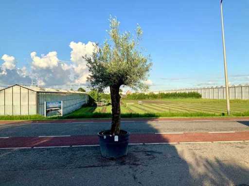 Ulivo (Olea Europaea Lessini)