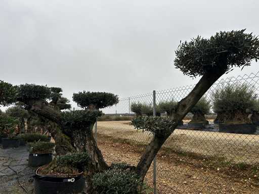 Olivenbaum – Olea Europea Pom Pom Secolare 