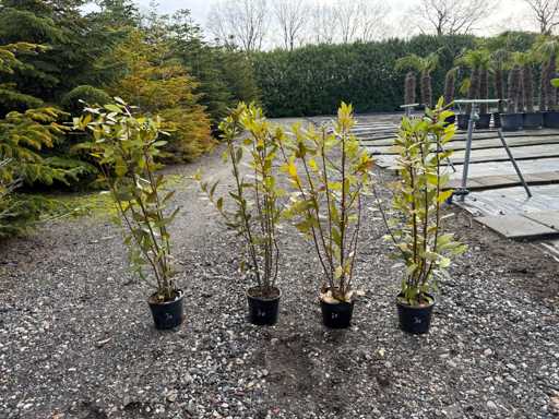 Laurus Nobilis - Real kitchen laurel 100cm (4x)