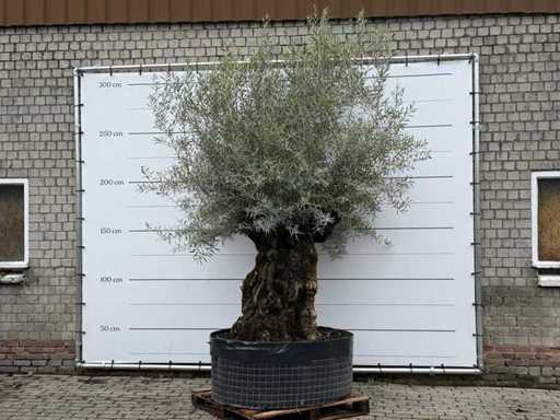 Bonsaï d’olivier XL - Olea Europaea - environ 150 ans - hauteur d’environ 280 cm