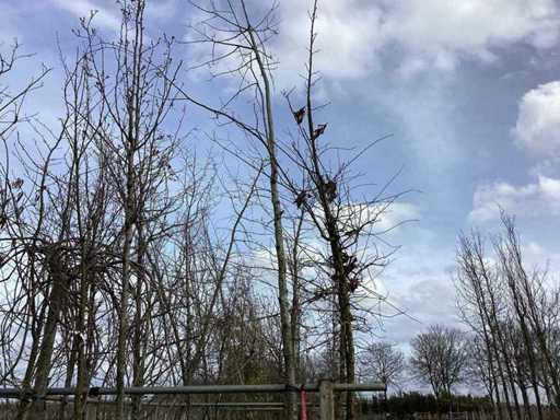 Rode Esdoorn - Vormboom