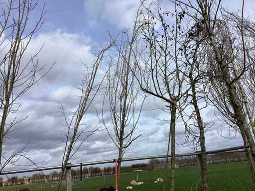 Hornbeam - Topiary tree