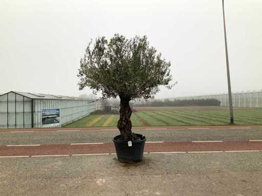 Drzewo oliwne (Olea europaea lessini)