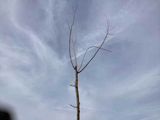 Trees - pollard willows (x5)