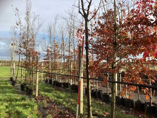 Ozdobna wi?nia – Ozdobne drzewo