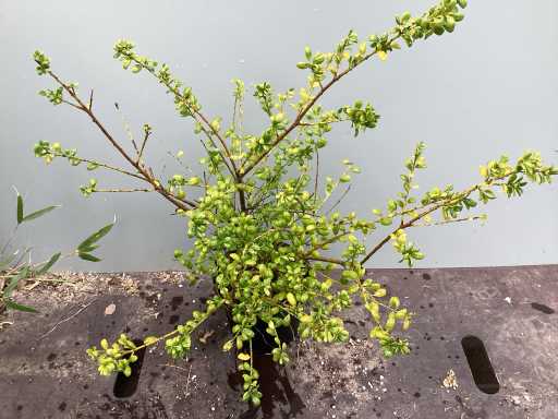 Struiken - Ilex (x100)