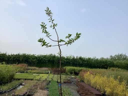 Bomen - Kastanje (x5)