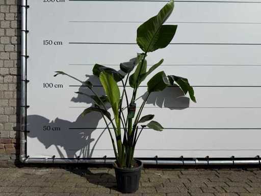 Plante oiseau de paradis - Strelitzia Augusta - hauteur environ 170 cm