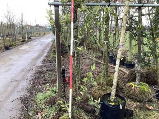 Cherry laurel - Multi-stemmed tree