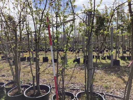 Măr crab - Arbore cu mai multe tulpini (3x)