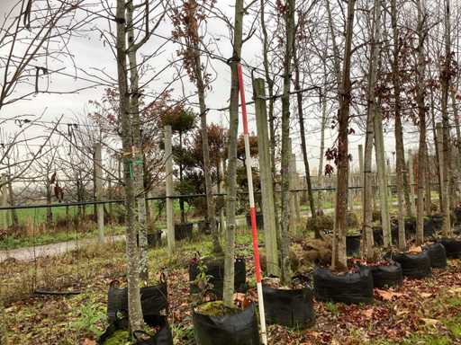 S?odka guma – drzewo alejowe