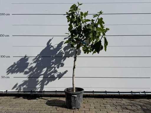 Fusto chiaro del fico M - Ficus Carica - altezza circa 180 cm