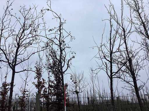 Măr ornamental roșu - Copaci ornamentali (2x)