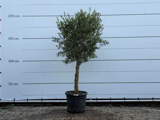 Măslinul Florida - Olea Europaea - aproximativ 25 de ani - înălțime aprox. 200 cm