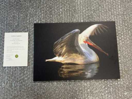 Stampa "Ritratto di un pellicano"