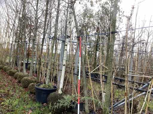 olcha – Drzewo Park