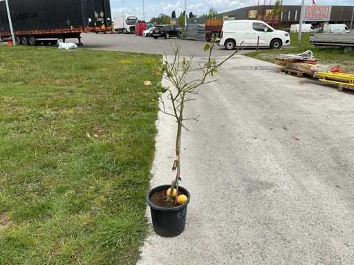Citrus Paradisi - Pom de grapefruit 140cm