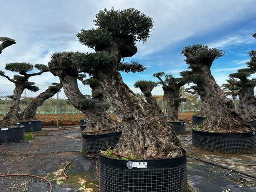  OLEA EUROPEA POM POM SECOLARE  