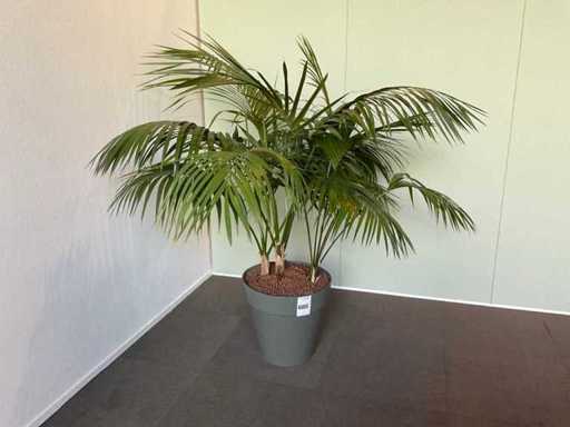 Plant met pot