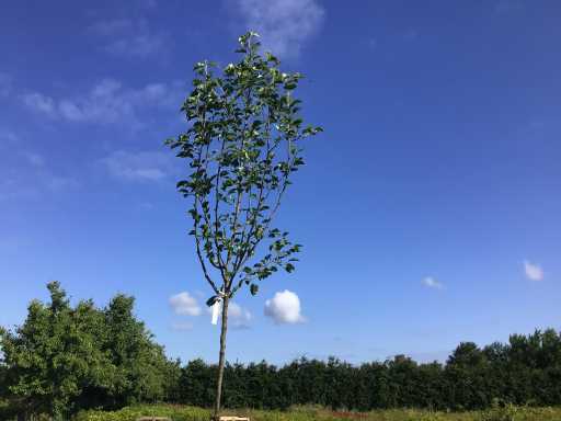 Sierbomen - Pyrus Chanticleer (x5)