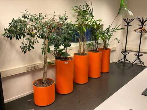 Plants with pots (5x)