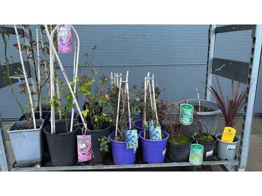 Mélange végétal vivace (18x)