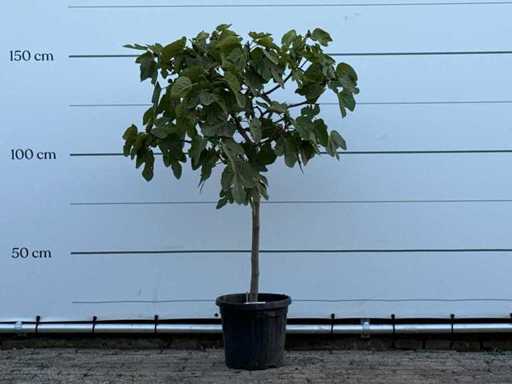 Fig tree - Ficus Carica - height approx. 150 cm