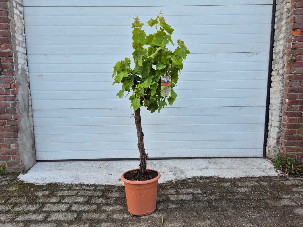 Weinbaum - Vitis Vinifera - Obstbaum - Höhe ca. 120 cm