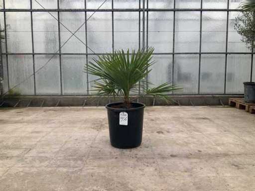 Palma (Trachycarpus fortunei)