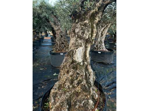  OLEA EUROPEA SECOLARE  