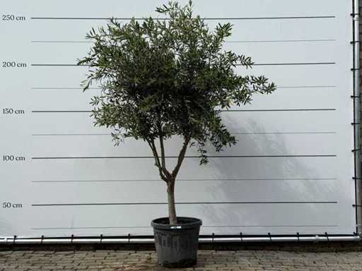 Olive tree Andalucia M - Olea Europaea - approx. 20 years old - height approx. 250 cm